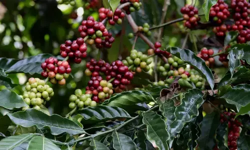 Battle Brews Over Coorgs Coffee Estates: From Serenity to Sprawling Villas-locals fear environmental disaster