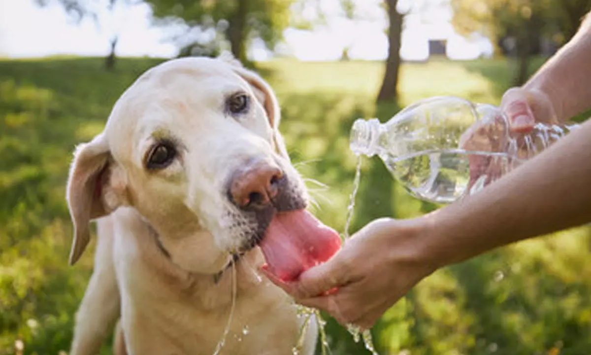 Summer Pet Care: Keeping Your Furry Friends Safe and Cool