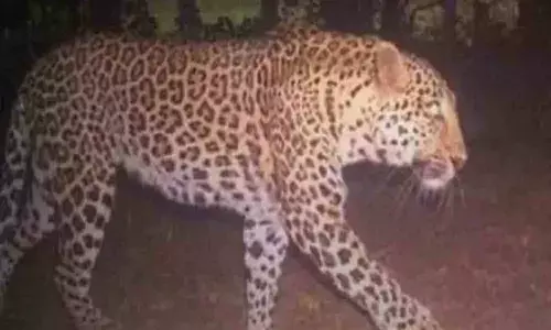 Leopard moving around Shamshabad airport in Hyderabad captured