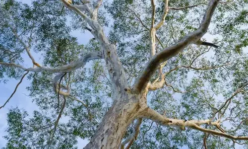 Curious Kids: why do trees have bark?
