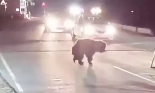 Bear spotted near Sikhareswaram in Srisailam