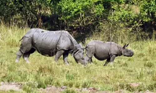 Suspected rhino poacher shot dead in Kaziranga National park