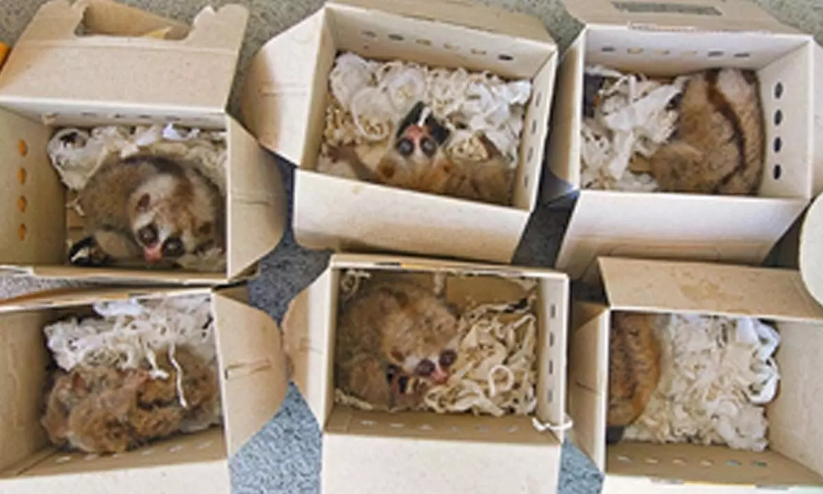 4,000 animal and plant species affected by smuggling worldwide