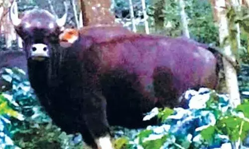 Wild animals menace in Chikkamagaluru coffee estate