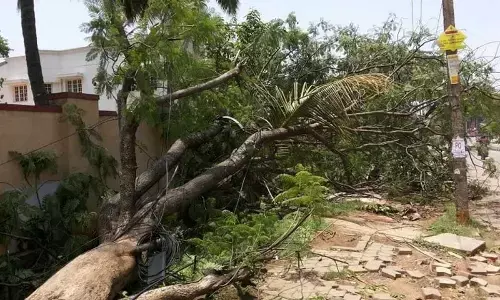 BBMP deploys 39 teams to clear fallen tree, branches