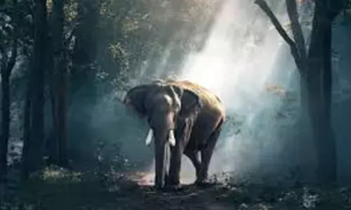 AIADMK to hold protests against proposed elephant corridors in TN