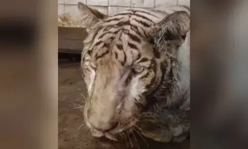 White Bengal Tiger at city zoo dies of renal failure