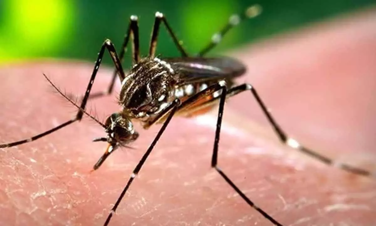 Bengaluru reports first dengue death this season, 213 new cases