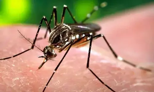 Dengue can seriously affect your brain, nervous system: Doctors