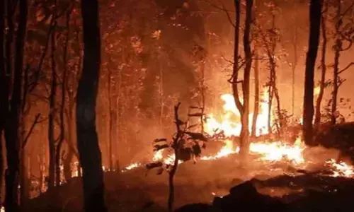 Tamil Nadu reported 217 forest fires since Feb 1; Kodaikanal, Vellore top chart