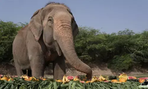 Phoolkali celebrates 12 years of freedom from forced begging in UP streets