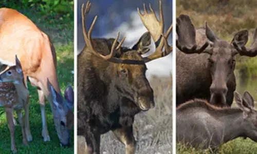 Humans not at risk of deadly chronic wasting disease: Study