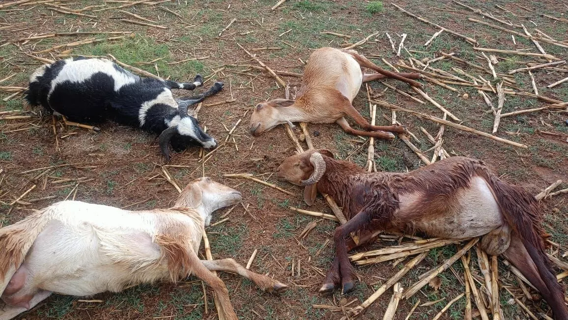 6 sheep and 2 goats were killed by lightning.