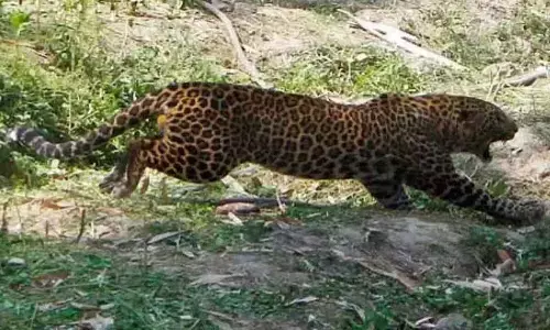 Leopard spotted near Srisailam project