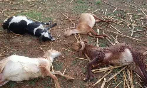 6 sheep and 2 goats were killed by lightning.