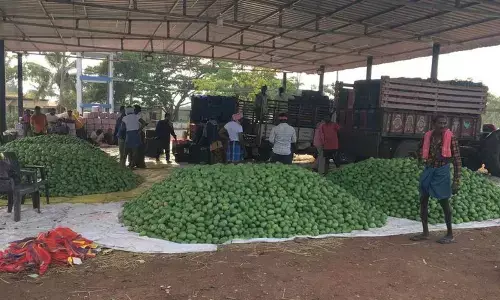 Mango season starts on a bitter note