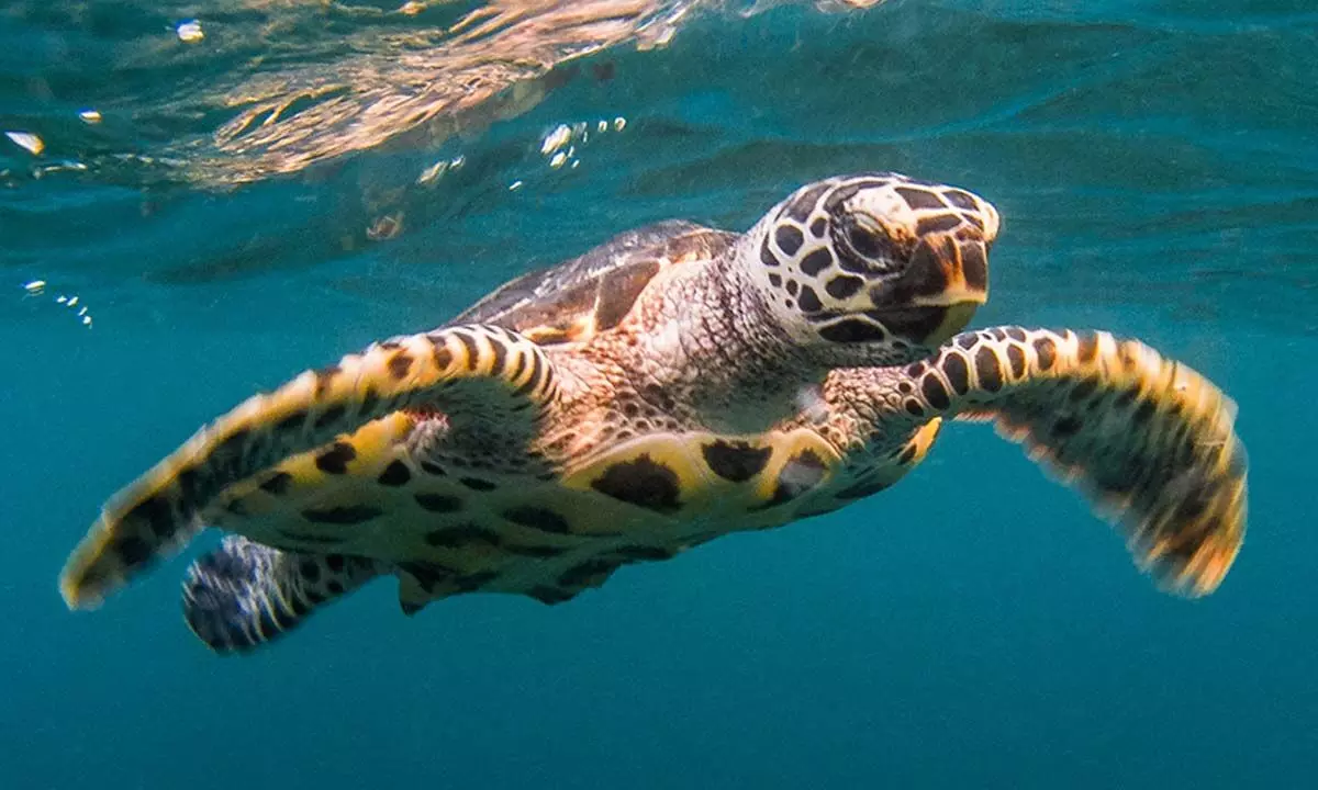 World Turtle Day 2024: Everything You Need to Know