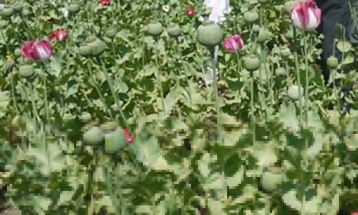 Over 17,500 acres of poppy farms destroyed in north Afghanistan: Officials