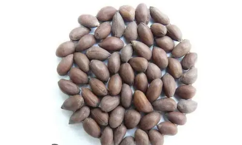 Gadwal: District Agri officials to give clarity on Failed cotton seeds...