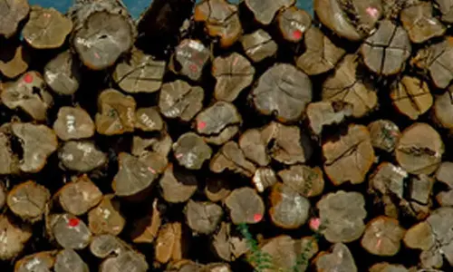 Myanmar seizes over 1,600 tons of illegal teak timber in April-May