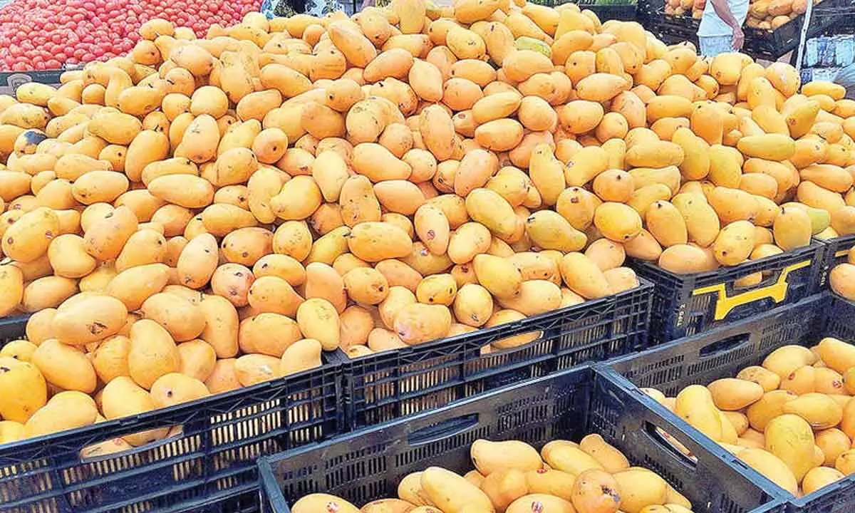 Mango production sees a drastic drop in 2024