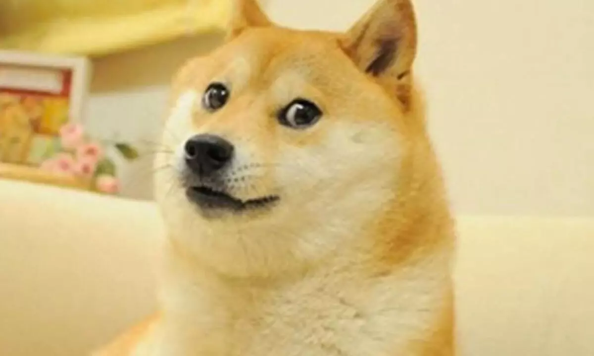 Popular dog Kabosu, who inspired cryptocurrency Dogecoin & Shiba Inu, dies