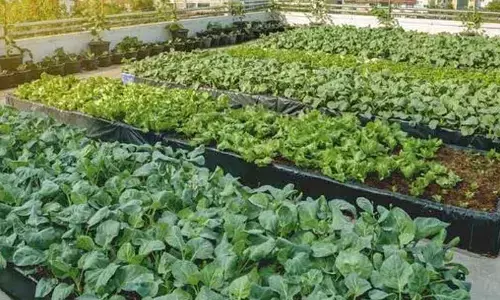 Hyderabad: Urban farming training programme tomorrow