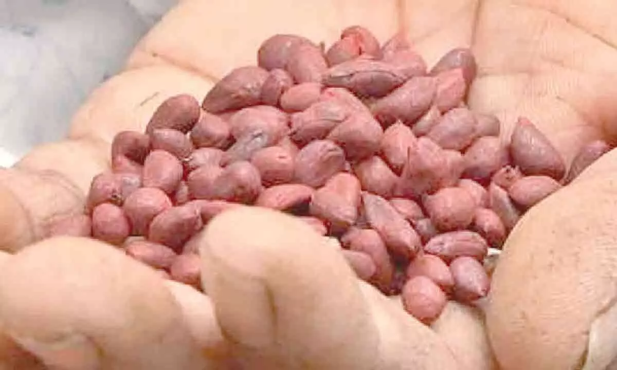 Gadwal: Farmers seek government action on counterfeit seed sale