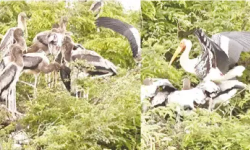 Severe drought, lack of food keep storks away from bird sanctuary