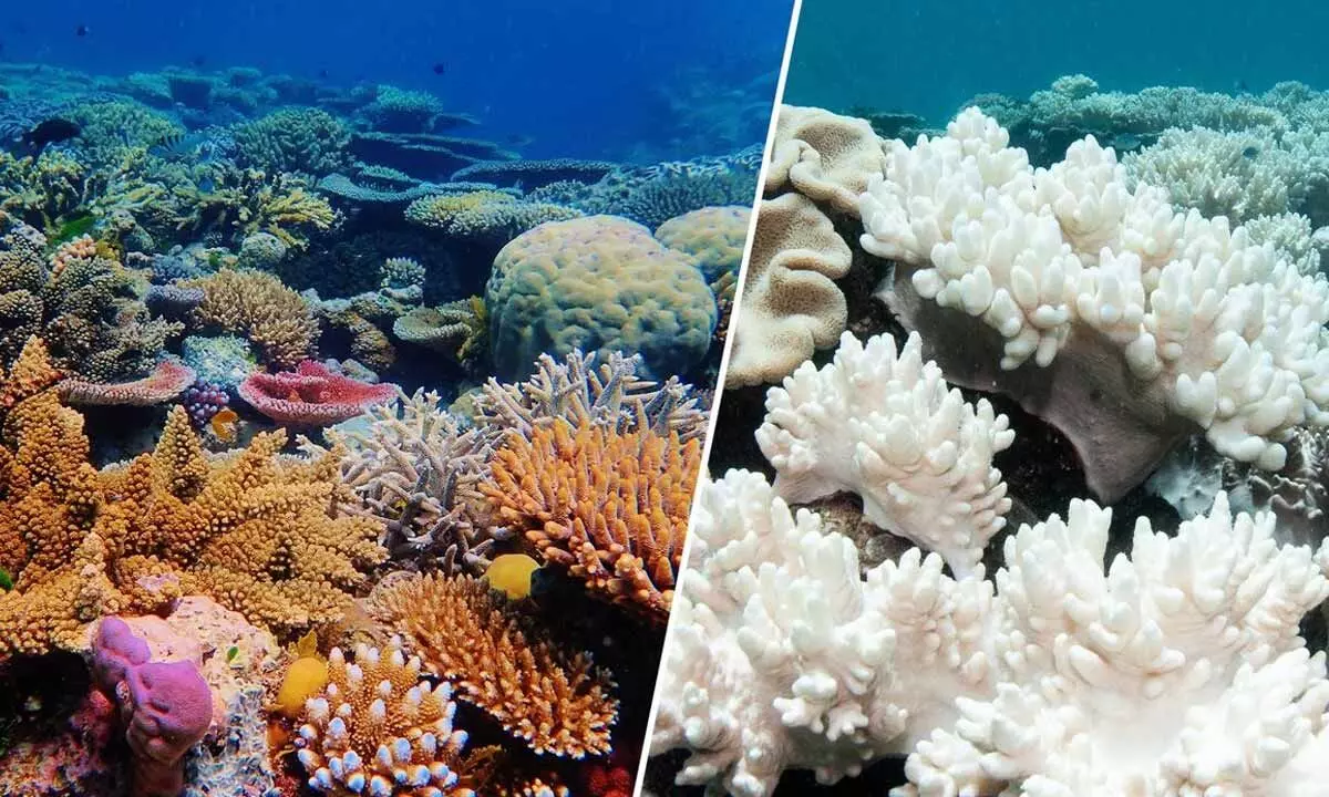 Who is to blame for coral bleaching?