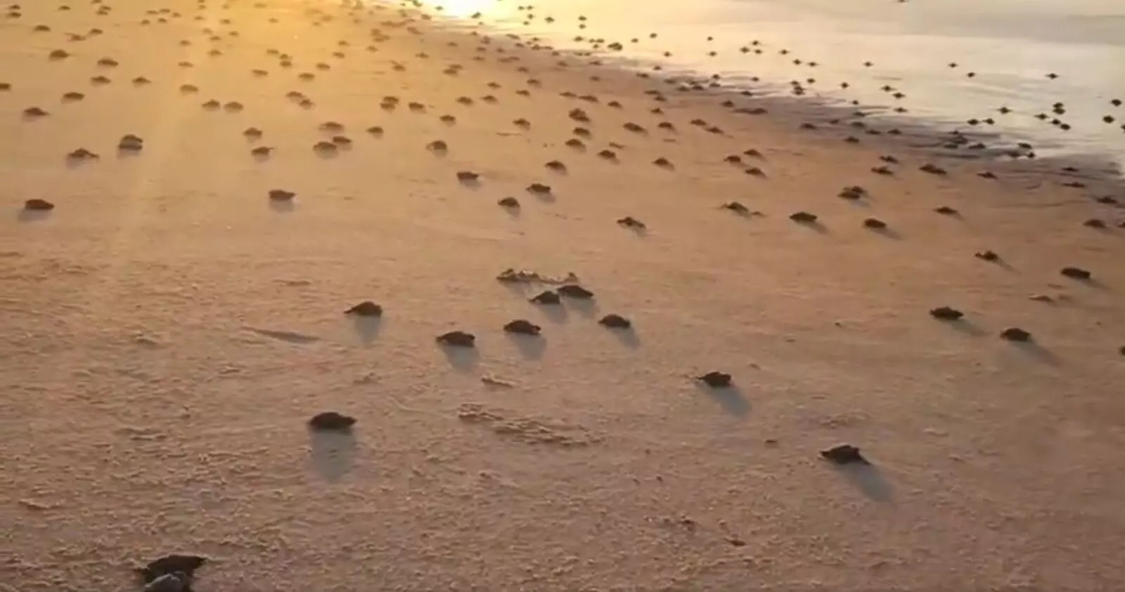 Baby Olive Ridley turtles break out of their eggshells