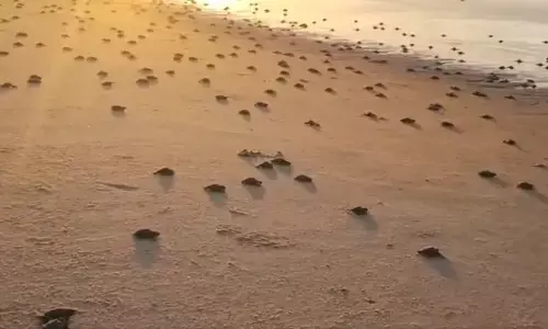 Baby Olive Ridley turtles break out of their eggshells