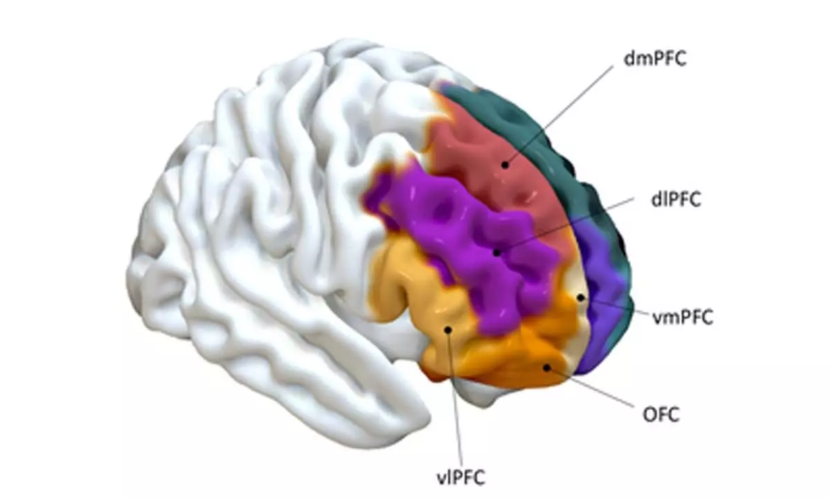 Study discovers brain region linked to prosocial behaviour