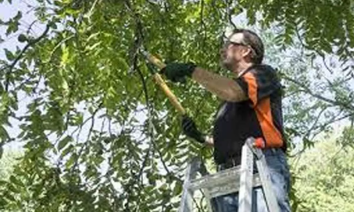 TGSPDCL officials to trim trees for safety