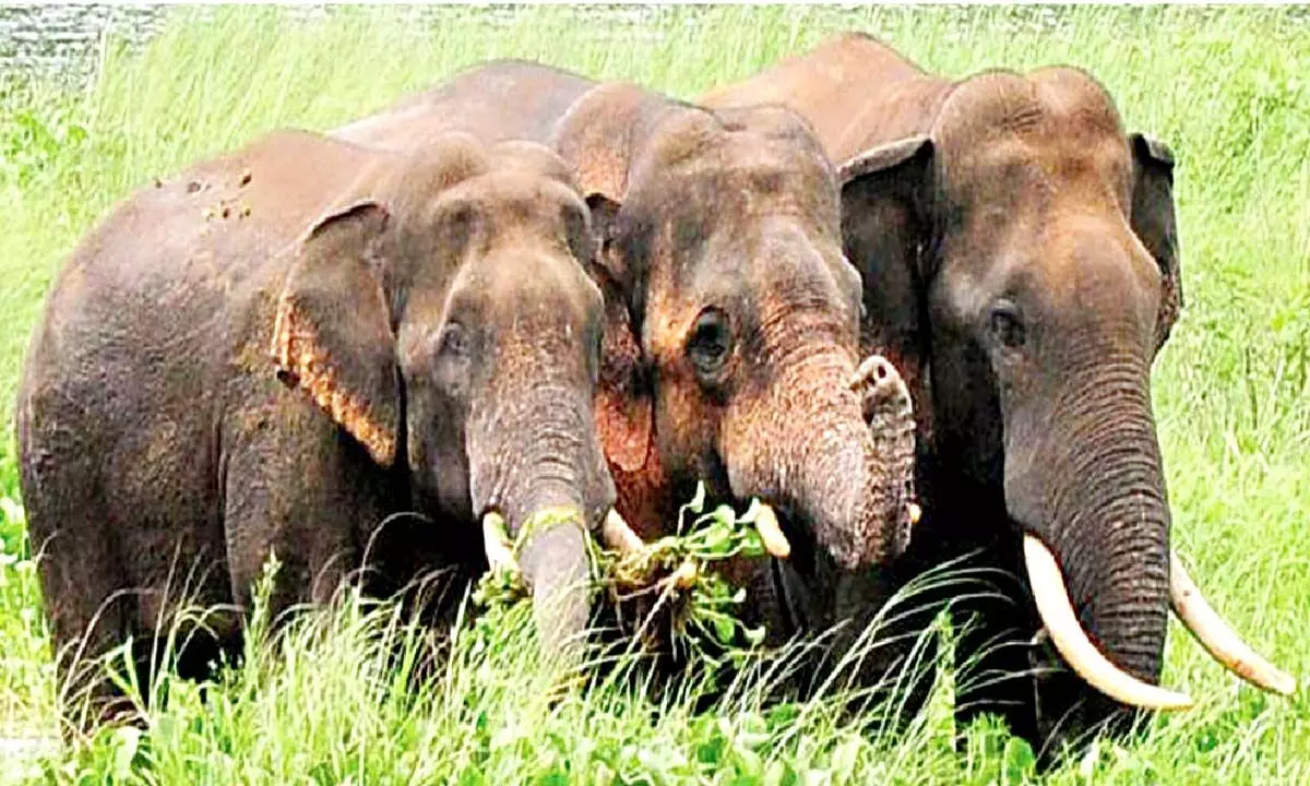 Tri-state elephant census held to know population dynamics