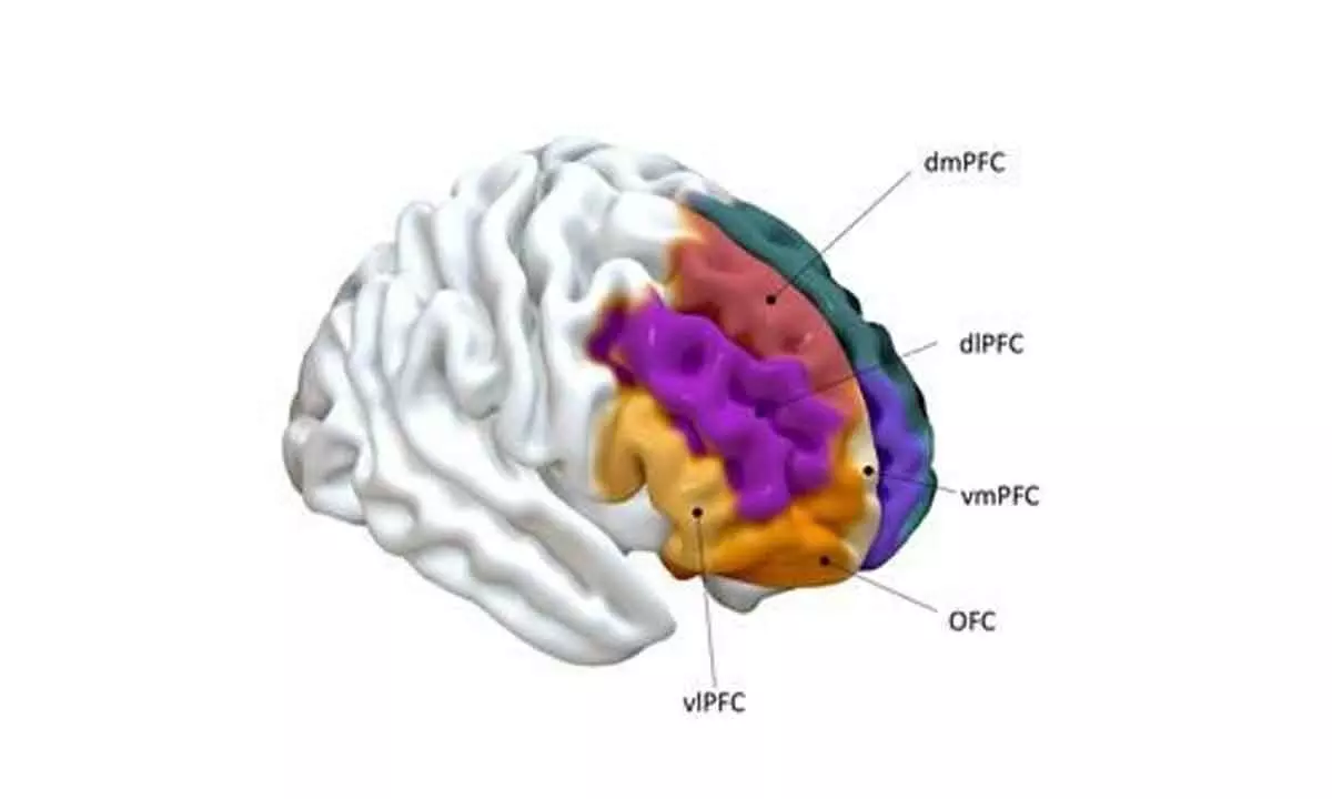 Study discovers brain region linked to ‘prosocial’ behaviour