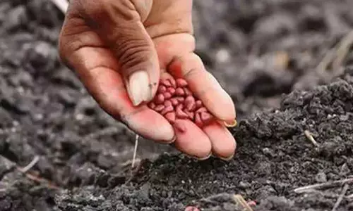 Seed crisis is rooted in governments’ apathy