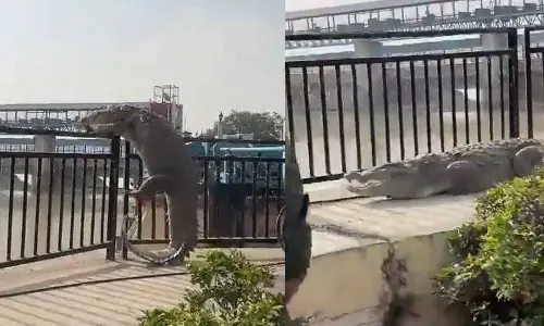 Crocodile Crawls Onto Road in Uttar Pradesh, creates panic among locals