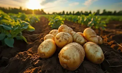 International Day of the Potato 2024: Exploring 10 Unusual Potato Dishes from Around the World