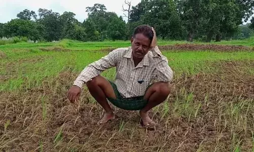 Paddy farmers worried over seeds, water supply