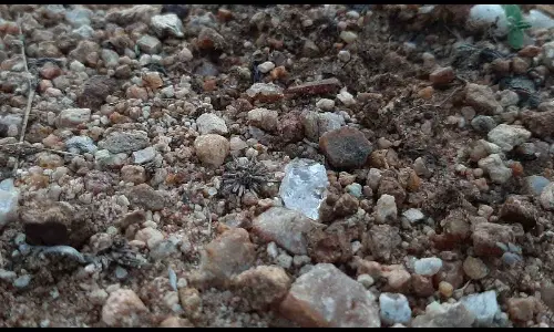 Hunt for diamonds begins in Vajrakarur