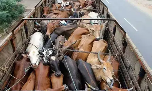 Hyderabad: City police install check-posts to prevent illegal cattle transport