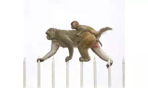 Monkey gets vision back after ‘first-ever’ surgery