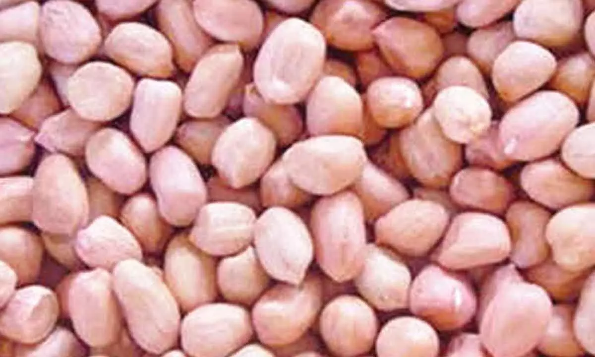 Spurious groundnut seeds in circulation, farmers allege