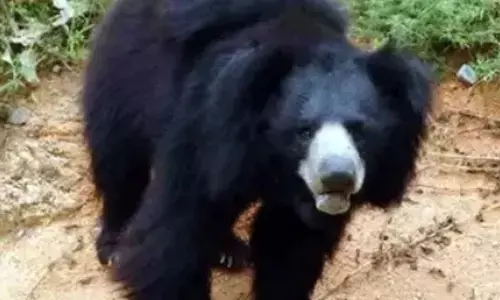 J&K: Wildlife Protection Dept official injured in bear attack