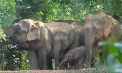 Population of elephants rises in Odisha