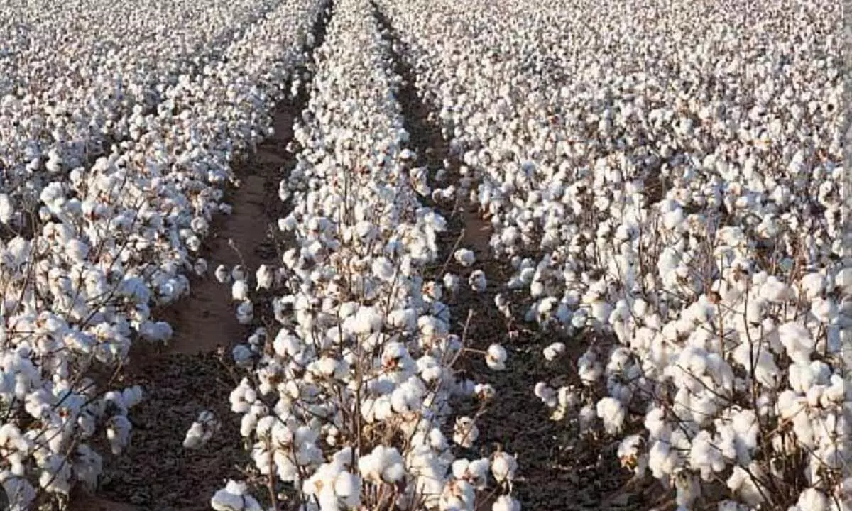 Fastly increasing cotton cultivation