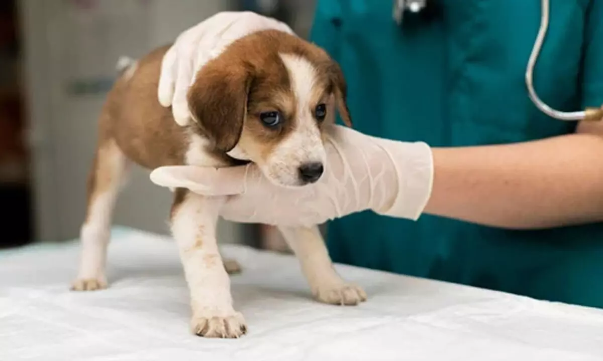 Emergency Pet Care Guide: Safely Moving Your Sick or Injured Pet