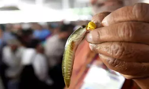 All set for ‘Fish Prasadam’ distribution today