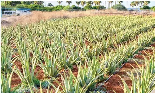 Nellore farmers find a new cash crop